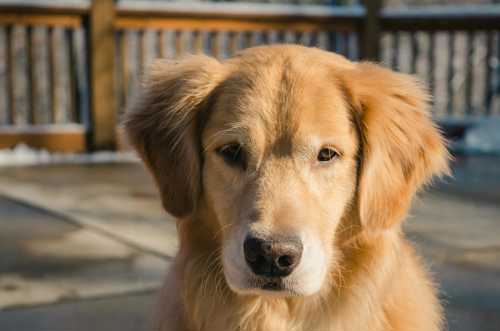 Golden Retriever racebeskrivelse