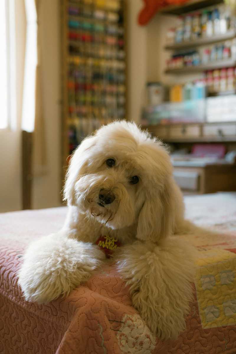 Goldendoodle historie