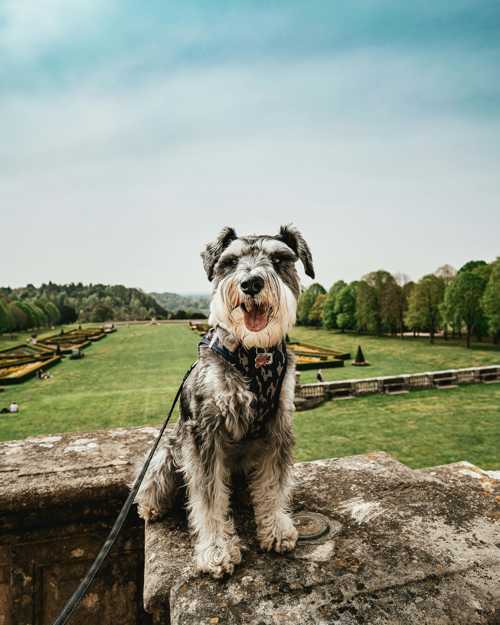 Goldendoodle racebeskrivelse