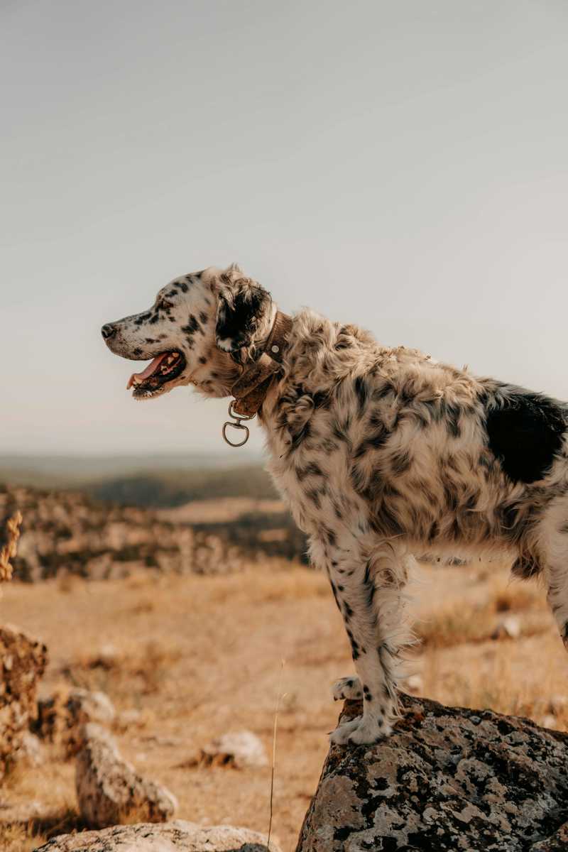 Gordon Setter historie