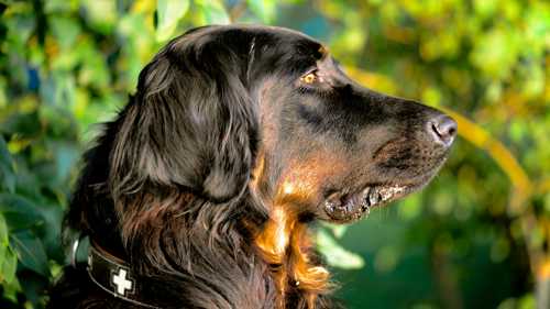 Gordon Setter