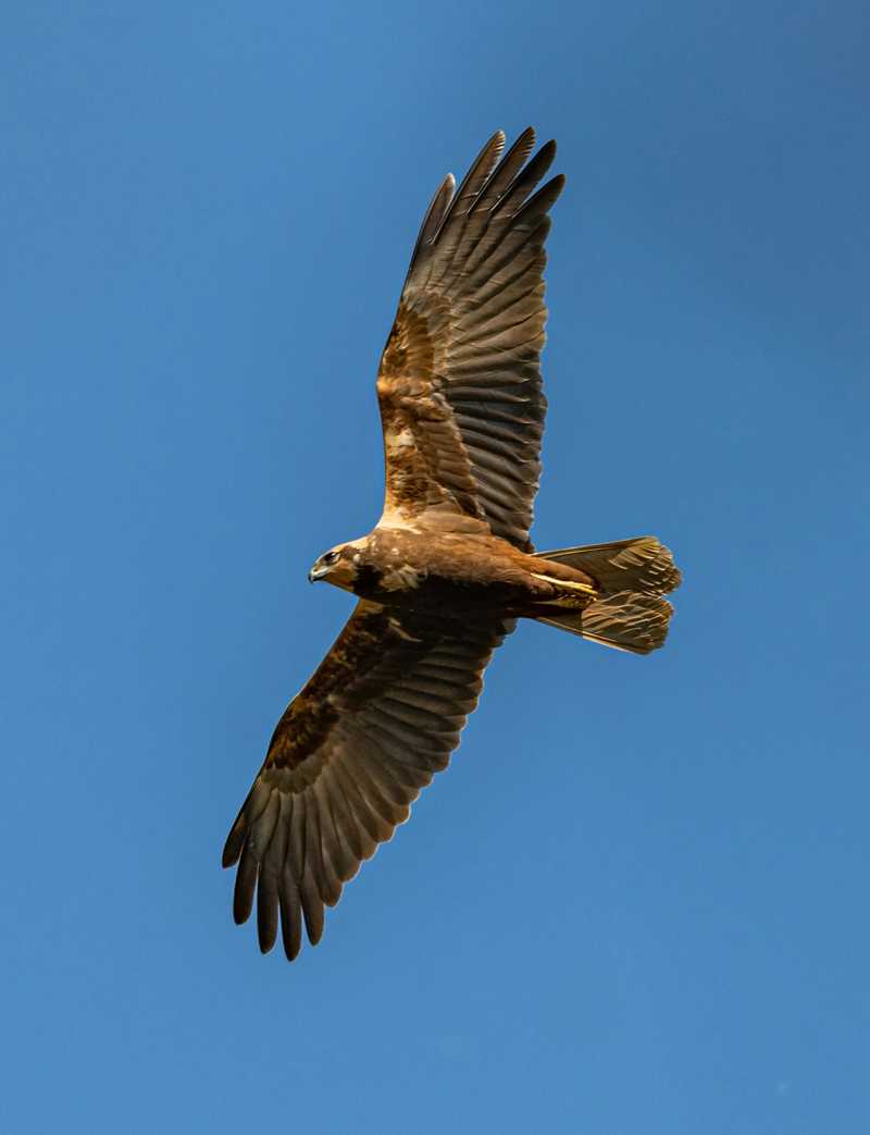 Harrier historie