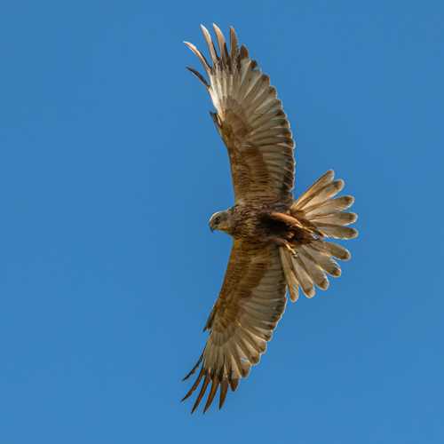 Harrier