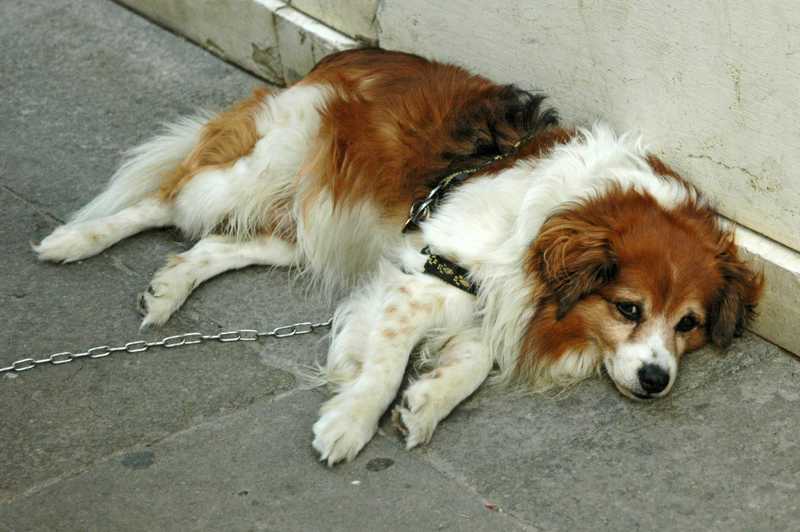 Hollandsk Kooikerhondje historie