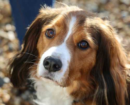 Hollandsk Kooikerhondje