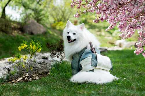 Hvid Schweizisk Hyrdehund racebeskrivelse