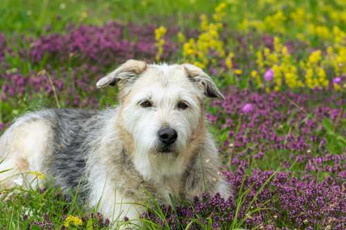 Irish Glen Of Imaal Terrier