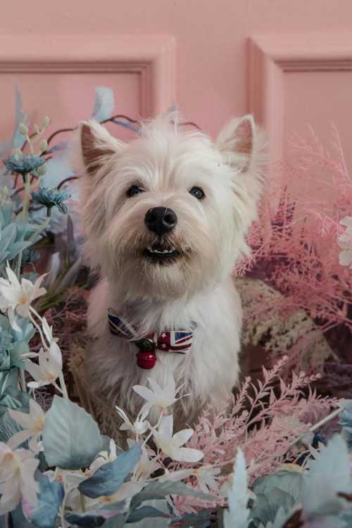 Irish Softcoated Wheaten Terrier