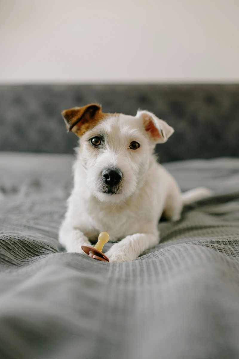 Jack Russell Terrier historie