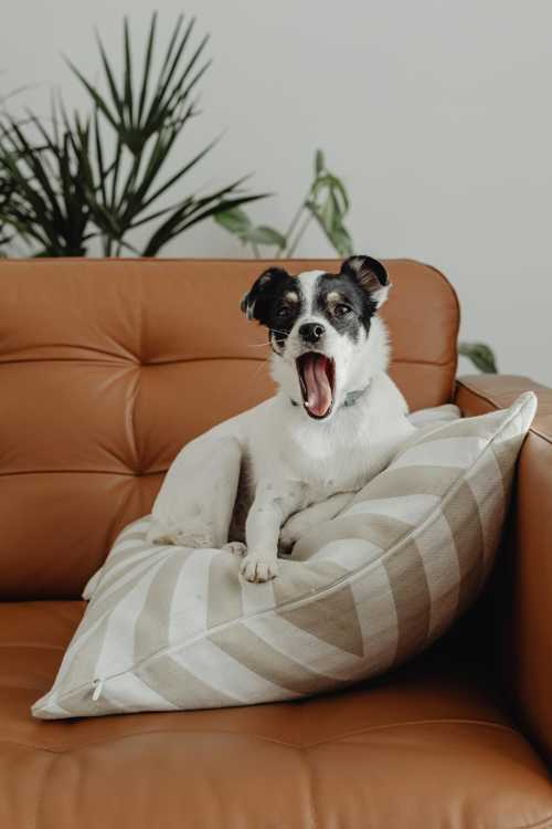 Jack Russell Terrier