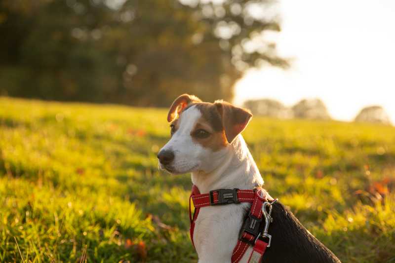 Jack Russell Terrier udseende