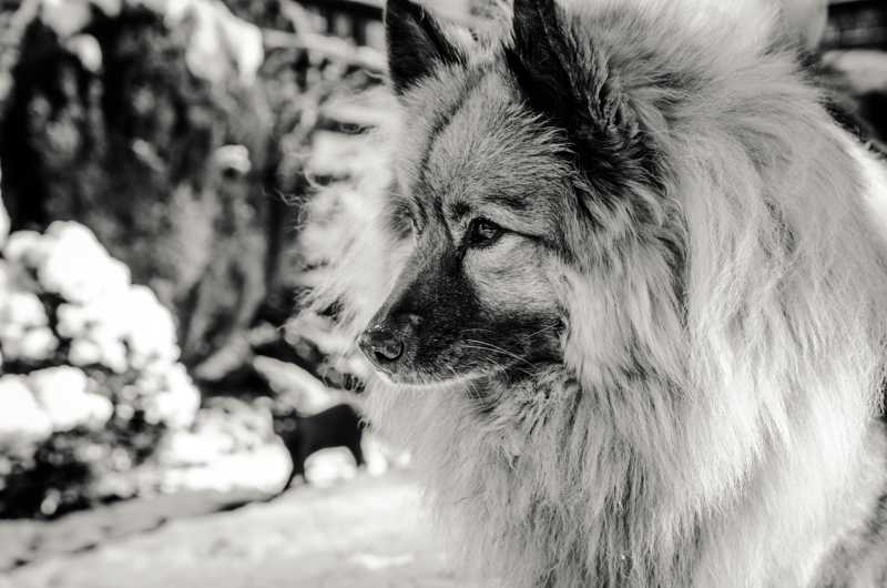 Keeshond historie