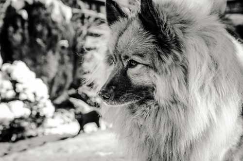 Keeshond