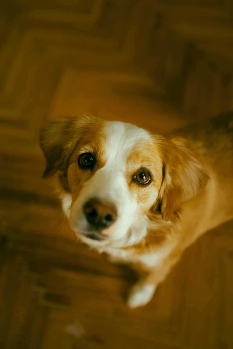 Kooikerhondje historie