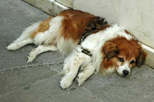 Kooikerhondje racebeskrivelse