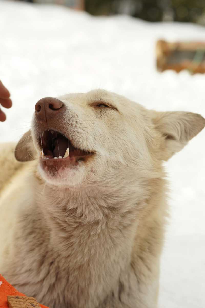 Korean Jindo Dog historie