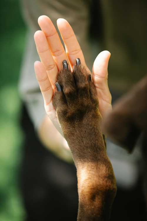 Korean Jindo Dog racebeskrivelse