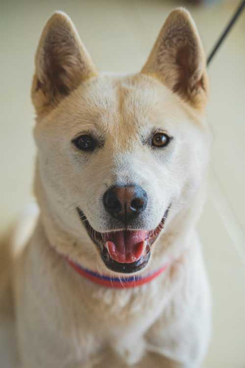 Korean Jindo Dog