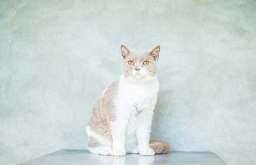 Korthåret Hønsehund