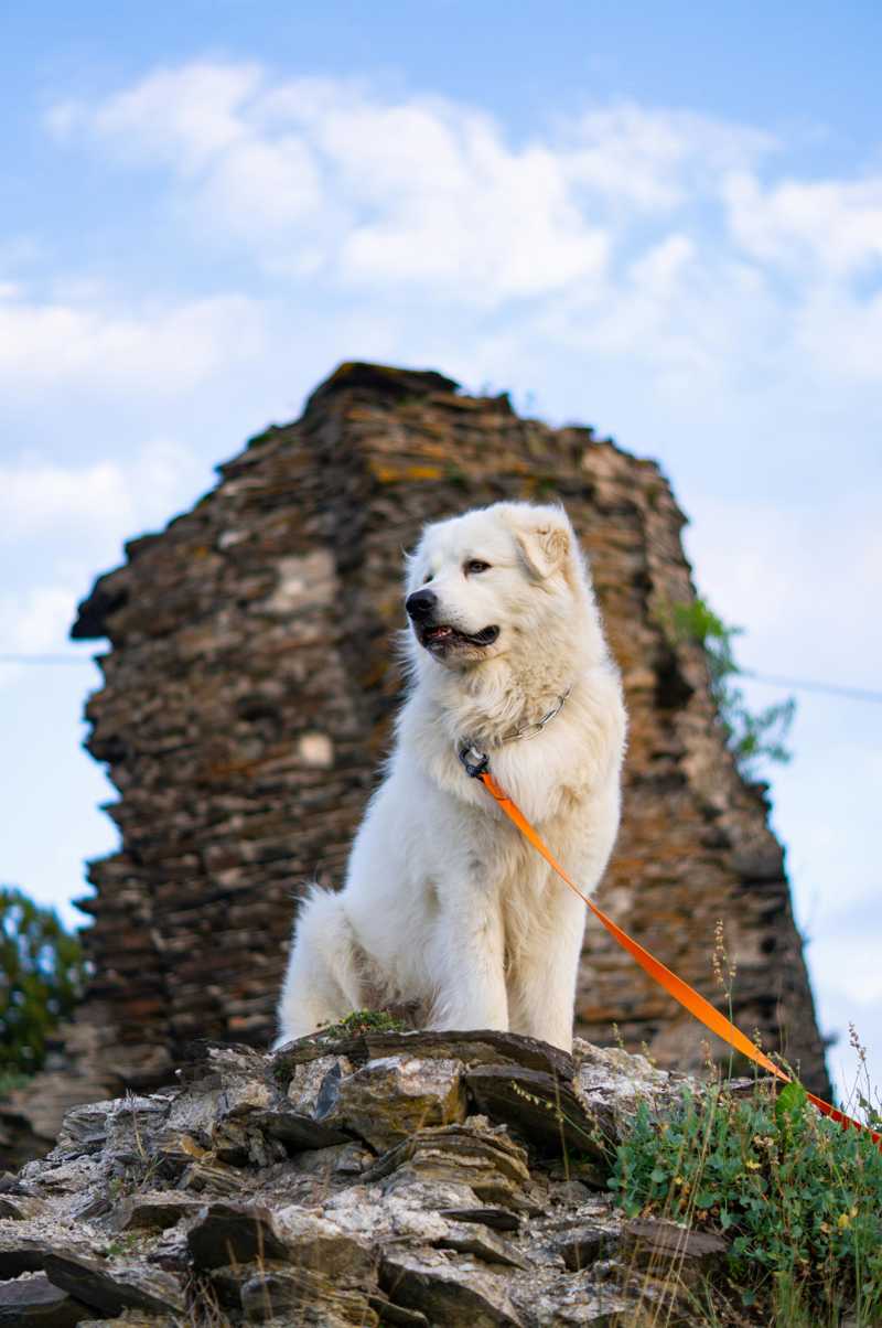 Kuvasz historie