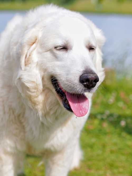 Kuvasz