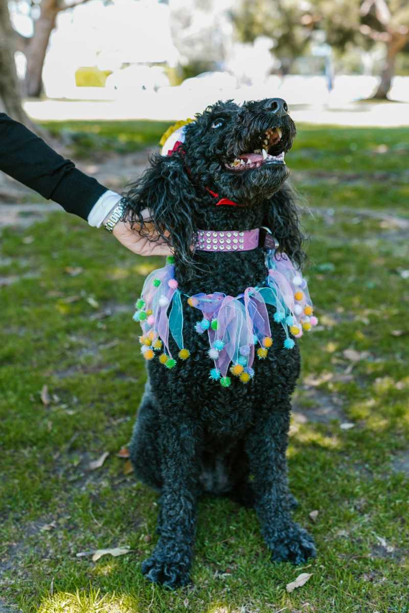 Labradoodle historie