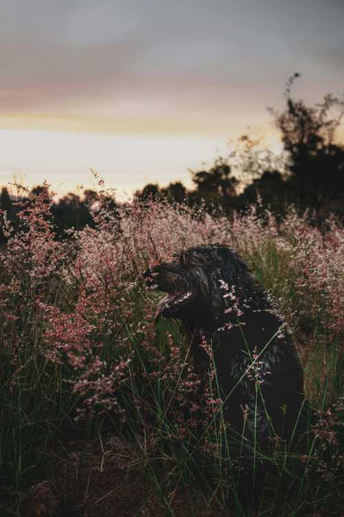 Labradoodle racebeskrivelse