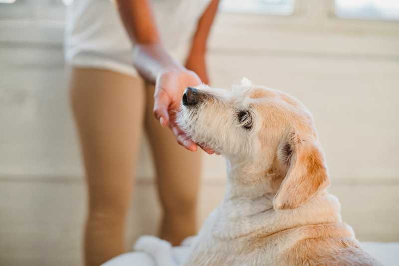 Labrador Retriever udseende