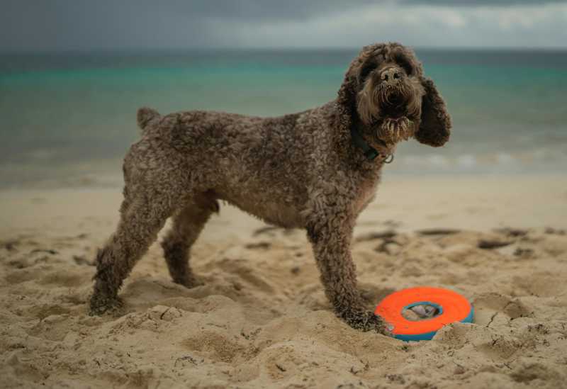 Lagotto Romagnolo historie