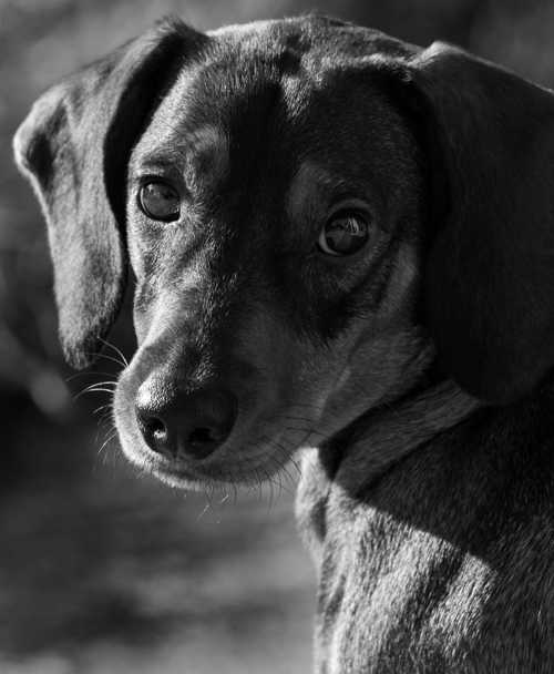 Langhåret Dværg Gravhund