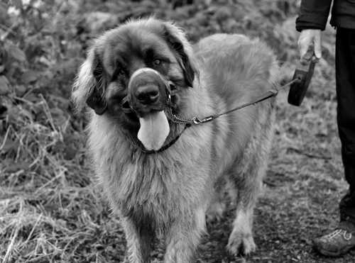 Leonberger