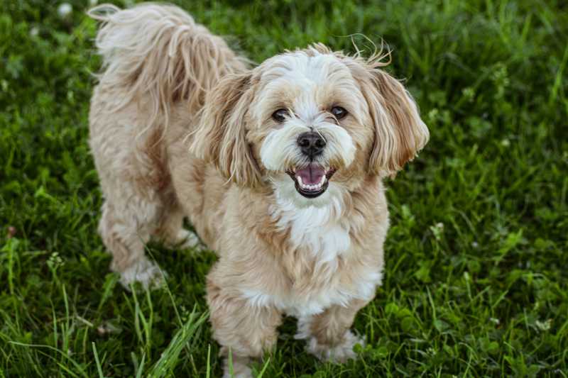 Lhasa Apso historie