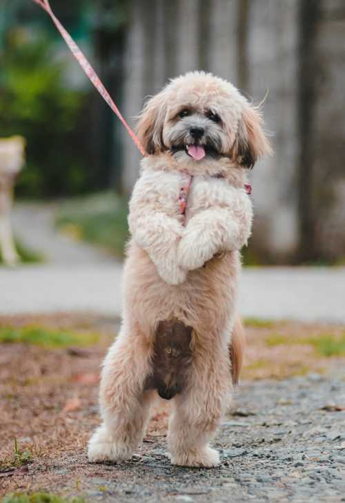 Lhasa Apso