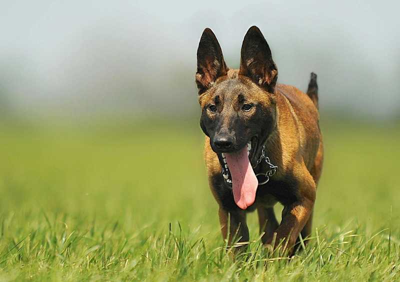 Malinois historie