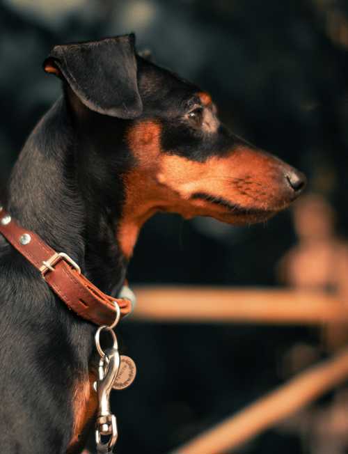 Manchester Terrier