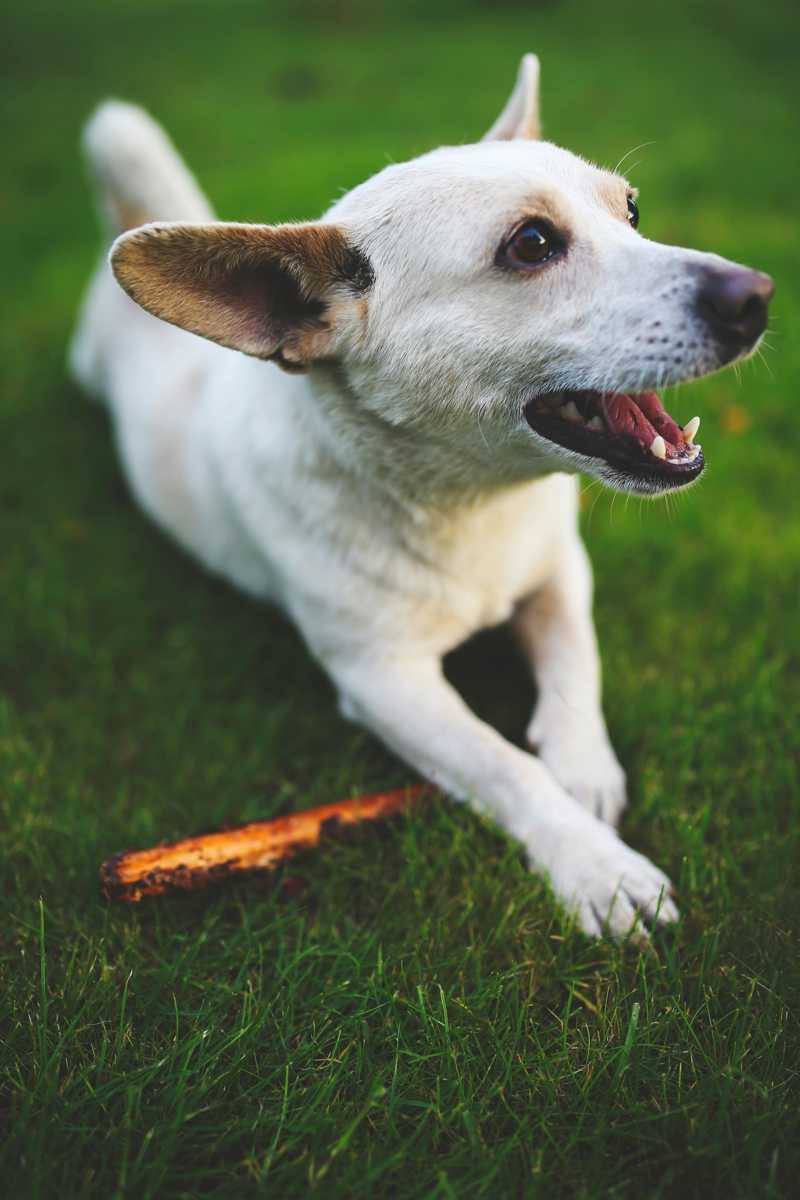 Manchester Toy Terrier historie