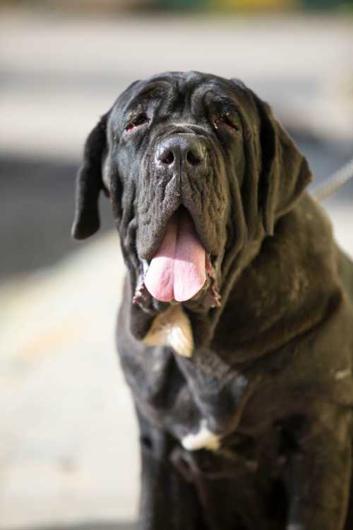 Mastino Napoletano