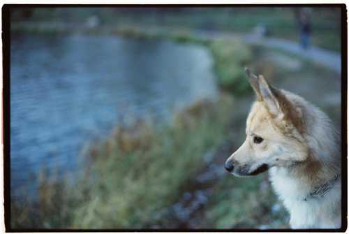 Norsk Buhund