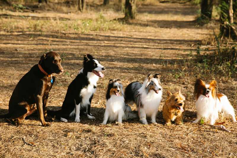 Norwich Terrier historie