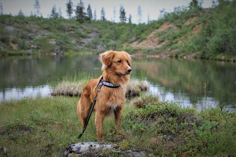 Nova Scotia Duck Tolling Retriever historie