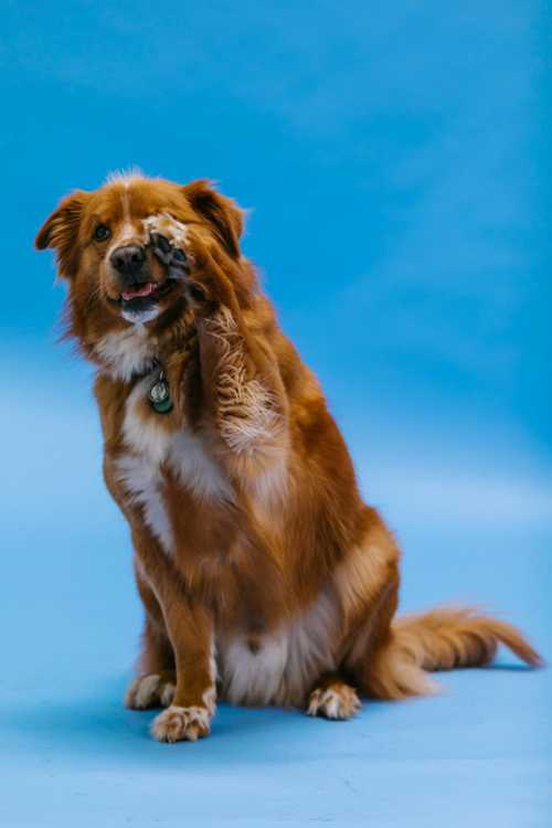 Nova Scotia Duck Tolling Retriever racebeskrivelse