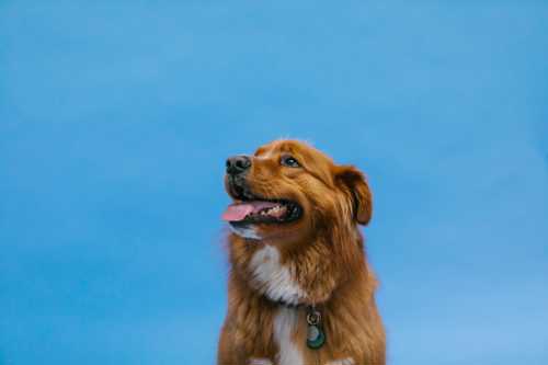 Nova Scotia Duck Tolling Retriever