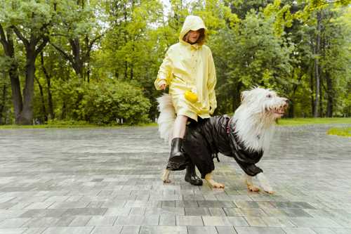 Old English Sheepdog