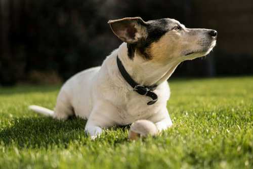 Parson Russell Terrier racebeskrivelse