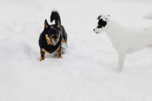 Parson Russell Terrier