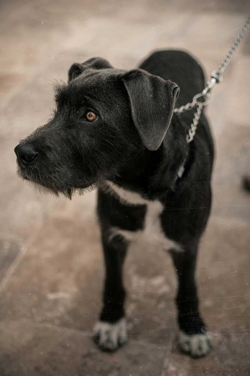 Patterdale Terrier historie