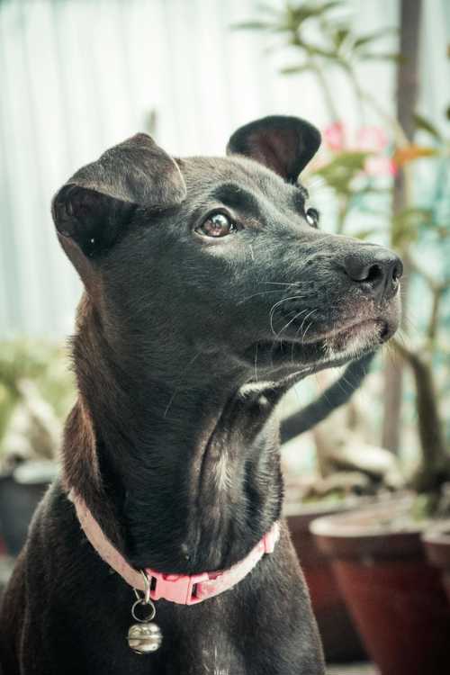 Patterdale Terrier