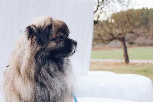 Pekingeser