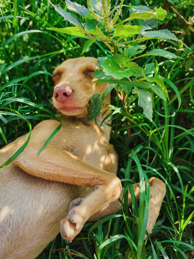 Podenco Ibicenco historie