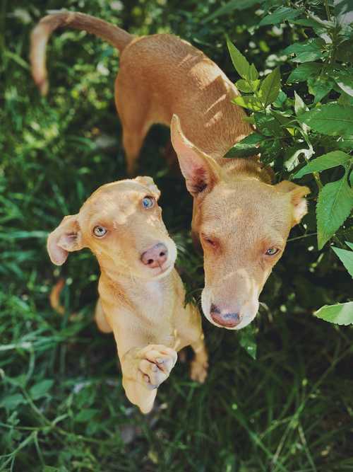 Podenco Ibicenco